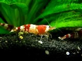 Garnelen Yoga - eine Chrystal Red Süsswassergarnele putzt sich (a shrimp cleaning its tail)