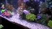 African Cichlids Eating Minnows