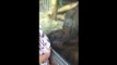 Un orang-outan a une très belle réaction face à une femme enceinte