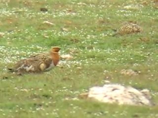 Pin-tailed sandgrouse