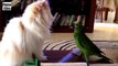 Funny Videos Funny Animal Funny Parrots Annoying Cats