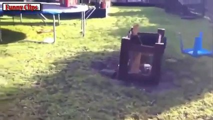 Funny Animal - Ultimate Cute Micro Pig Compilation