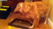 BEST FUNNY ANIMALS TRY NOT TO LAUGH - Dog eats lemon ^^