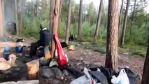 YouTube: Turistas rusos ahuyentaron a un oso cantando