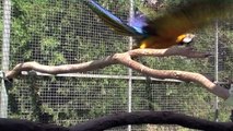 Birds Parrots of Australia & the Amazon