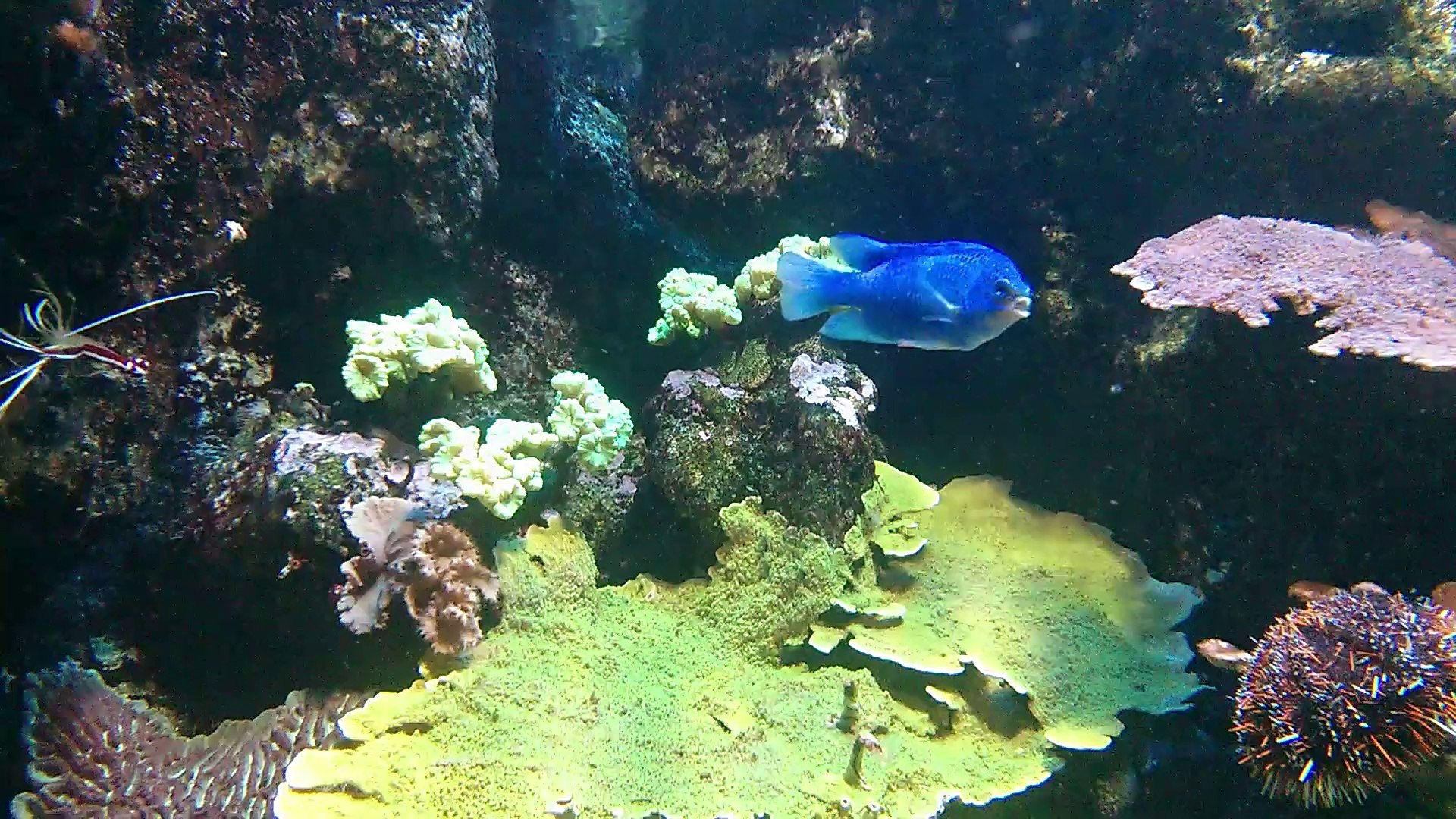 Aquarium