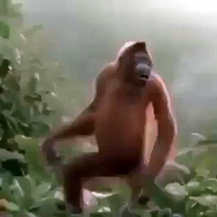 Monkey Dance