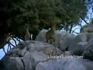 Eagle Kills Bighorn Sheep