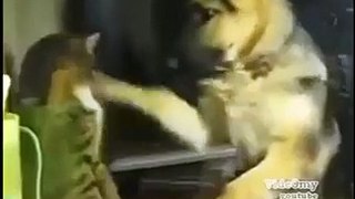 Cat Boxing Compilation