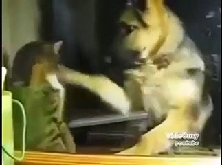 Cat Boxing Compilation