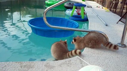 Raccoon Swims in Pool