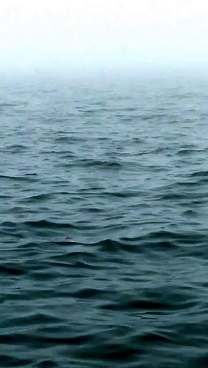 Le saut d'une baleine à bosse devant des touristes