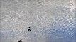 Slow Motion : Barn Swallows Bathing / Boerenzwaluwen badderen