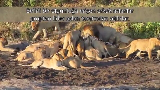 keçiören esertepe kombi srv..0312-279 15 16...airfel