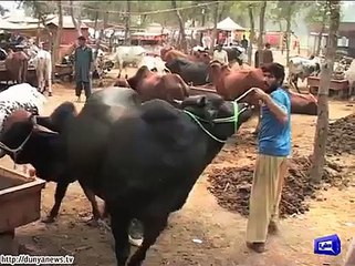 People start purchasing animals for Eid-ul-Adha.2015