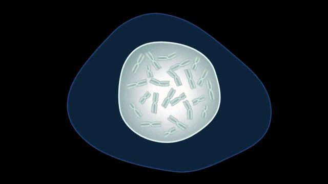 Structure of a chromosome and zoom in to DNA
