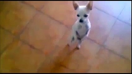 Video herunterladen: Смешные животные, Танцы животных, Смешные видео, Funny Dancing Animals, Funny Videos,