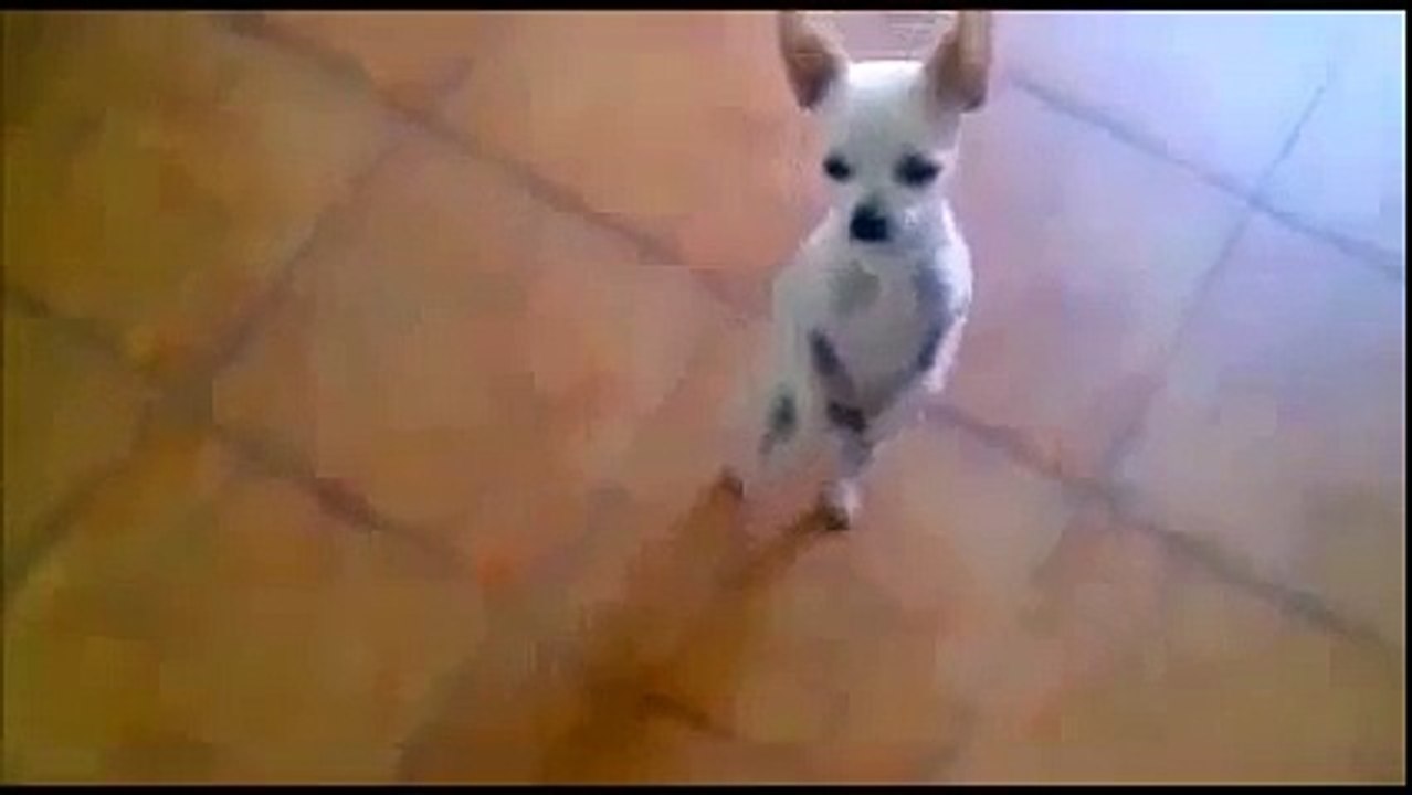 Смешные животные, Танцы животных, Смешные видео, Funny Dancing Animals, Funny Videos,