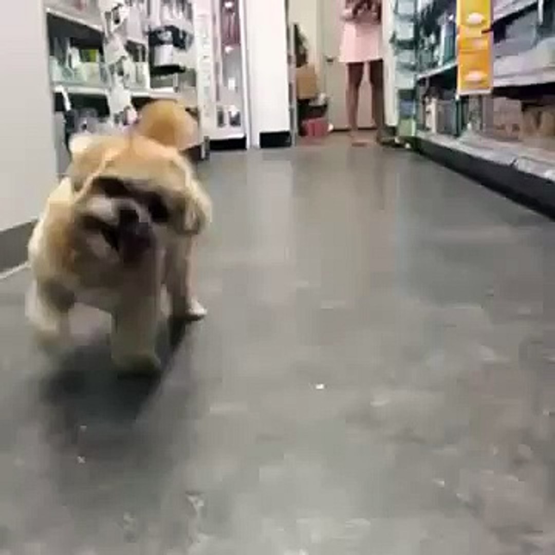 ⁣Это видео только для девочек★Смешные животные★Funny animals★Lustige Tiere