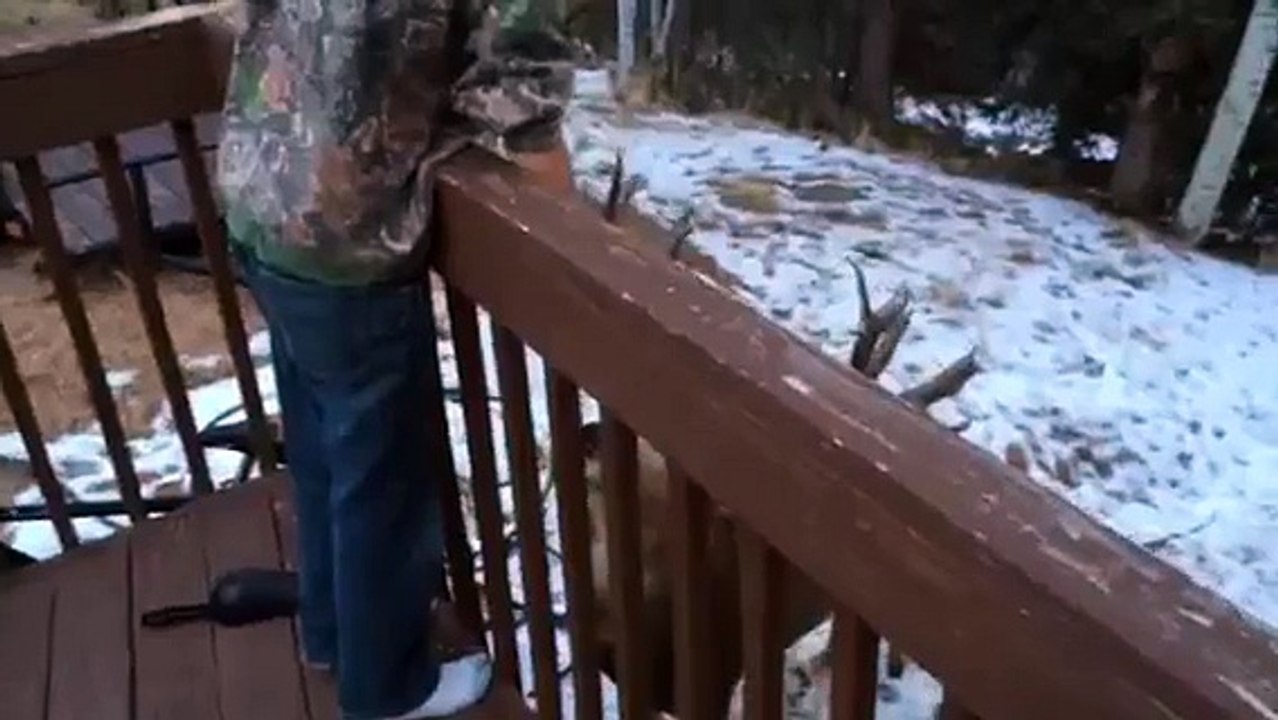 Kid hand feeds huge buck