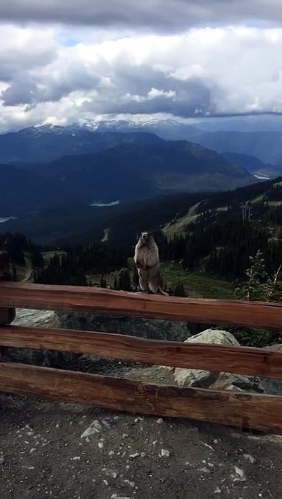 Une Marmotte crie comme une petite fille