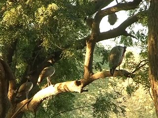 Shabbir Ibne Adil, PTV, News Report: Peacocks of Thar (2011)