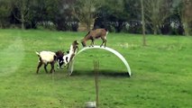 Funny animal 2015- Goats entertainment, Play funny