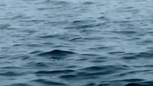 Une baleine fait un saut impressionnant