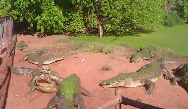 Un crocodile arrache la patte d'un de ses congénères