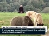 Sivas Kurdish Kangal From Northern Kurdistan play with bear !