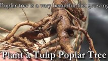 Plant a Tulip Poplar Tree, Liriodendron tulipifera - Fast Growing Shade Trees