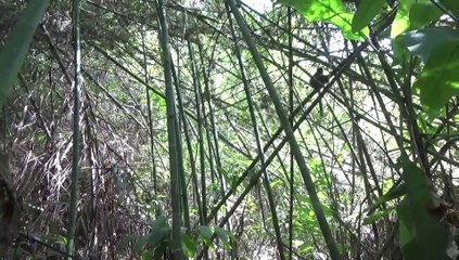 Project "Bamboo lemur" - HELPSIMUS : Group 4 of greater bamboo lemur