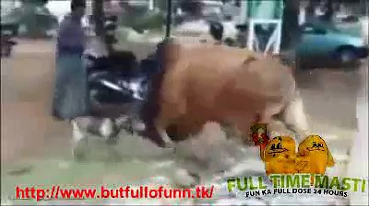 funny Fight between cow and got