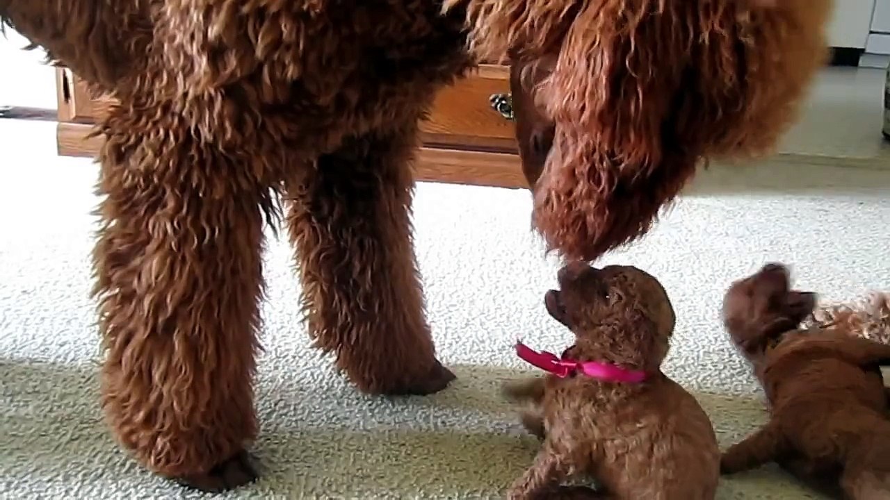 Red standard poodle puppies having fun playing