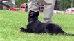 Kato vom Kraftwerk - Trained German Shepherd Puppy For Sale