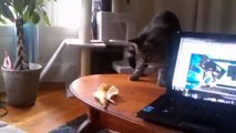 funny animals,funny cats compilation 2014,funny cat videos,funny top cats crazy,funny videos cats 2