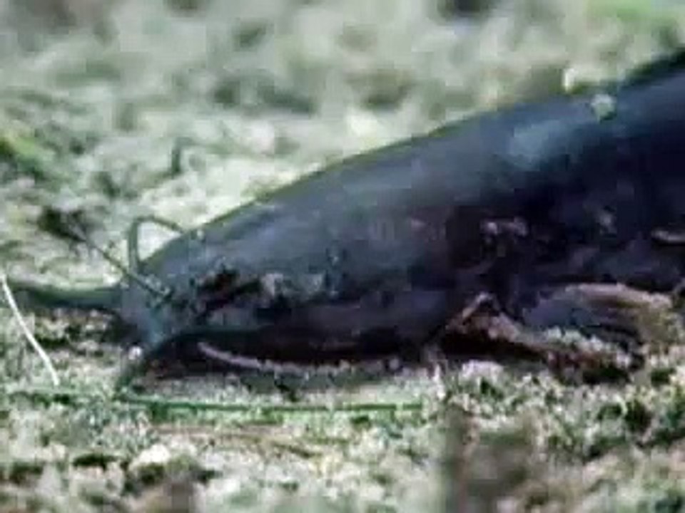 Catfish Walking on Land video Dailymotion