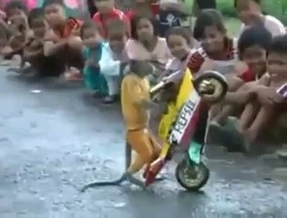 Monkey And Motorbike....Unbelievable