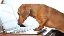 Cute Dogs vs. Machines Compilation 2015 -  Funny Animals