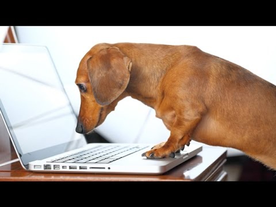 Cute Dogs vs. Machines Compilation 2015 -  Funny Animals