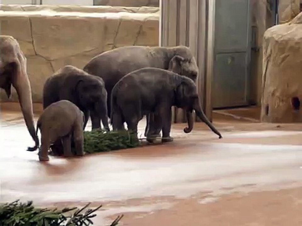 Elefanten im Kölner Zoo,elephant-ming jung-christmas tree 2009-12-29.MOV