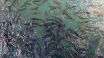 Balıklıgöl, The Pool of Sacred Fish, Şanlıurfa, Turkey.