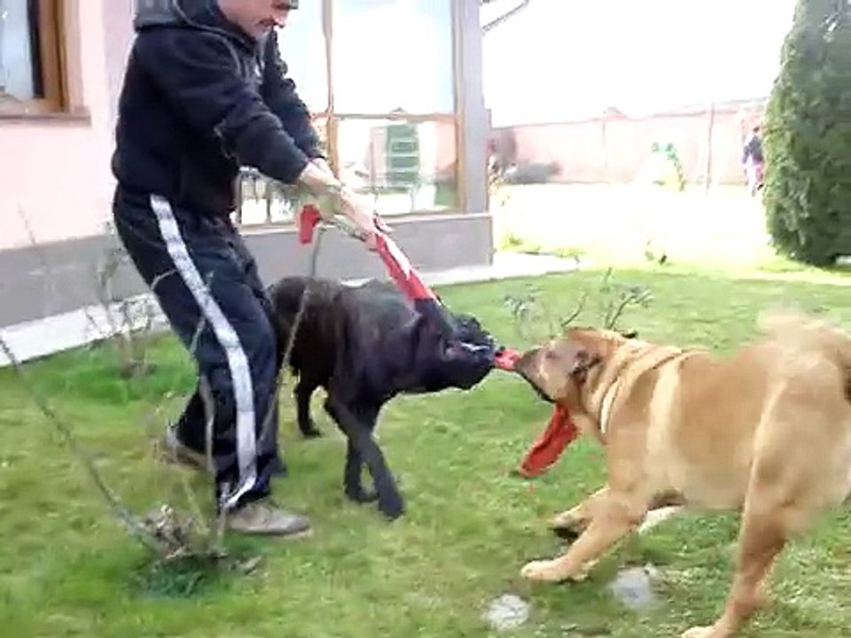 dog argentinian vs  presa canario vs cane corso