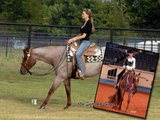 VS Code Red- AQHA Red Roan Stallion