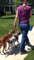 VIZSLA & GSP  Heel walk: Dog Training, Syrius Dog
