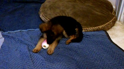 German Shepherd Puppy cries for toy