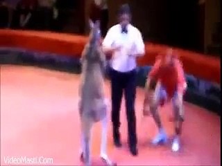Man Vs Kangaroo   Funny Boxing