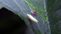 Spider Bites Leafhopper (Part 1)