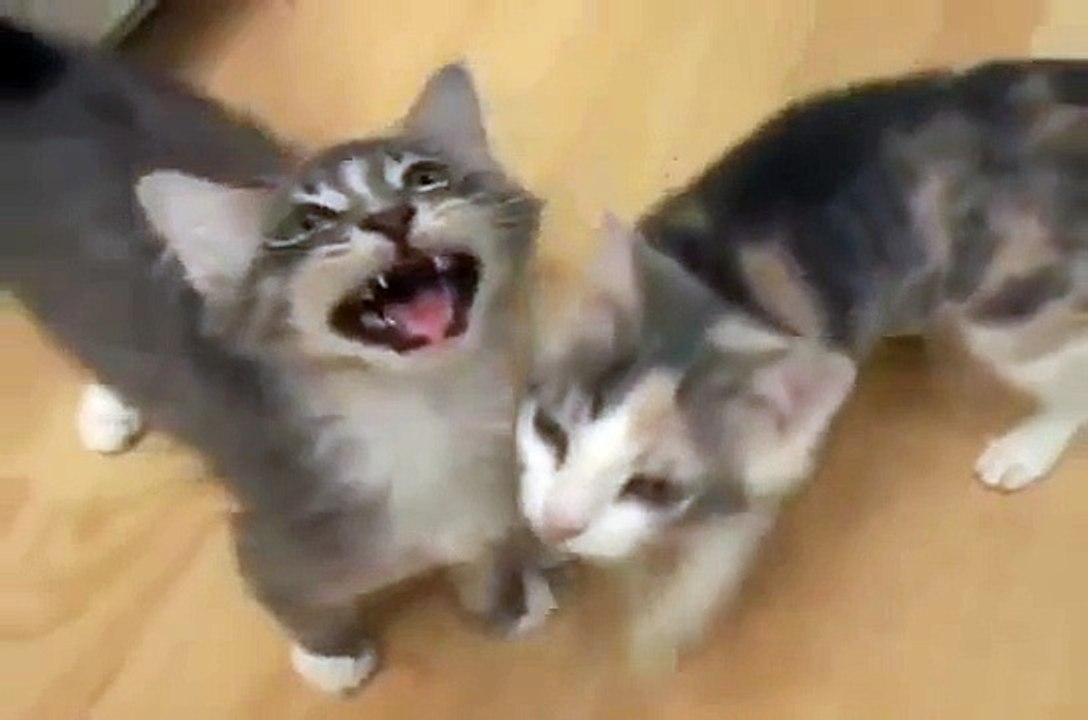 Мяуканье кошек и котят.