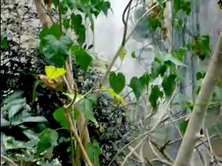 White Cheeked Gibbon Swinging